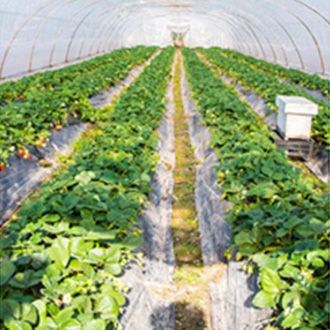 Greenhouse planting