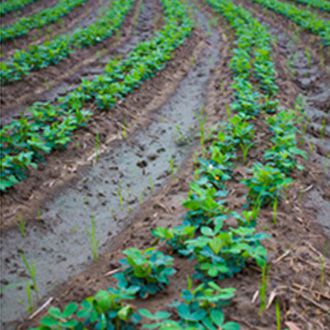 Field water